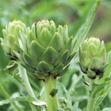 Artichoke Extract Powder