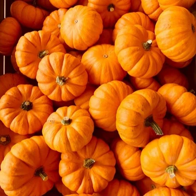 pumpkin protein pumpkin protein